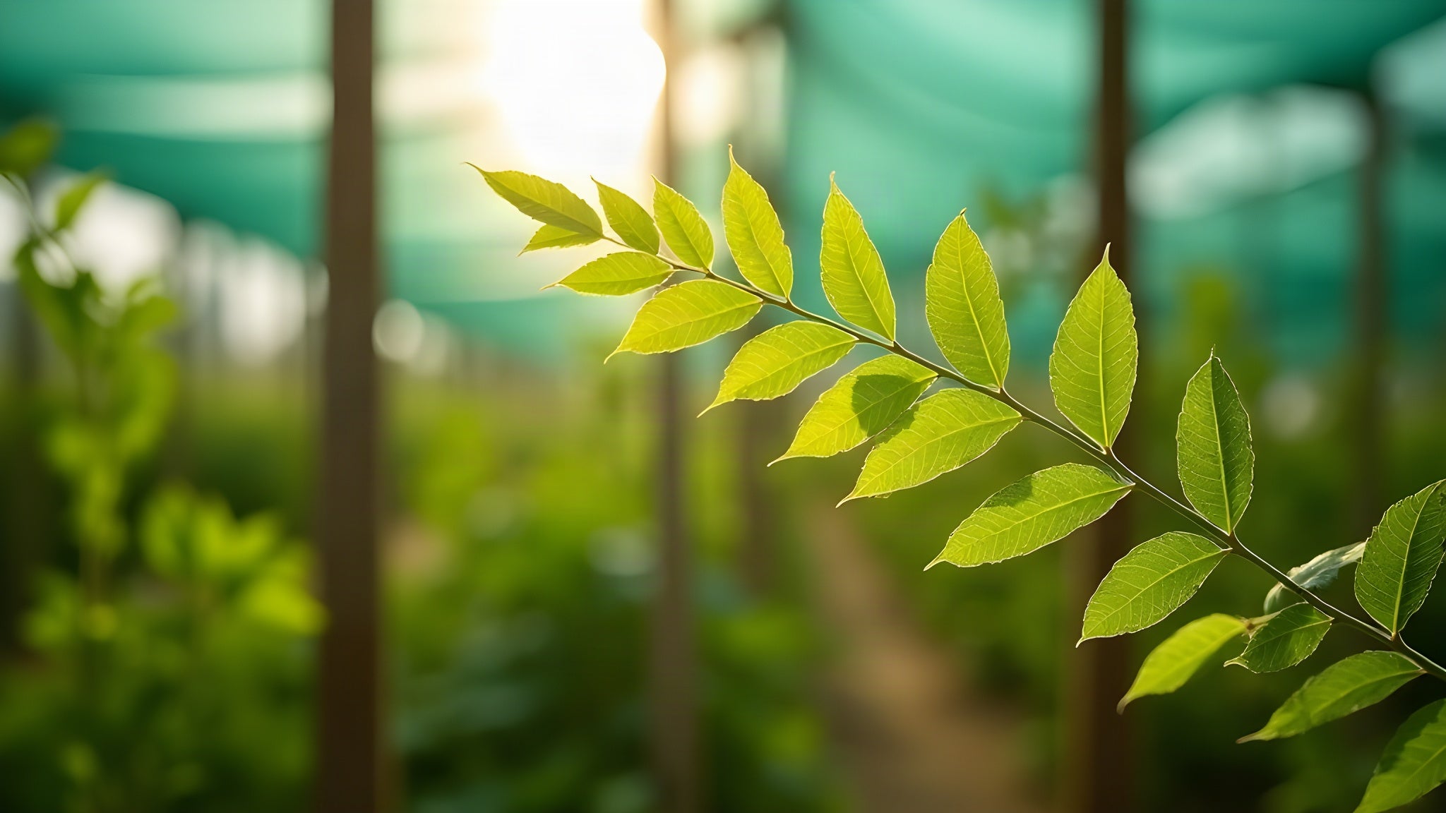Moringa leaves, hand picked at peak season.