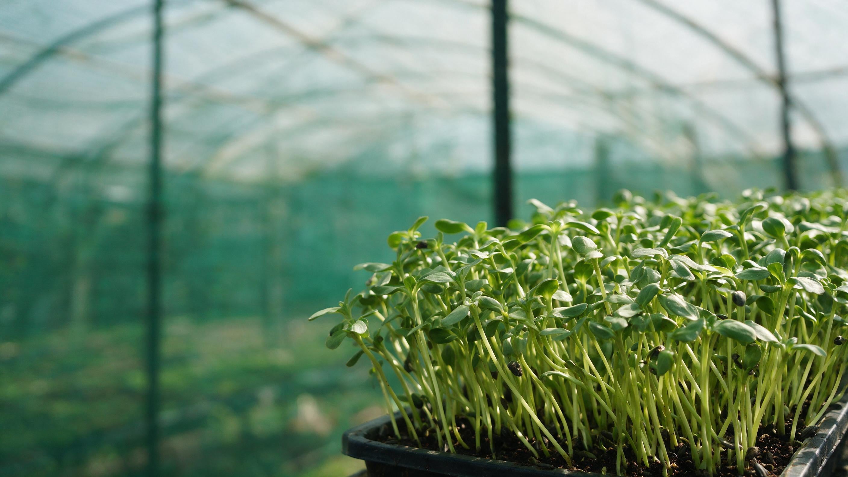 Grown in a Bengaluru polyhouse,